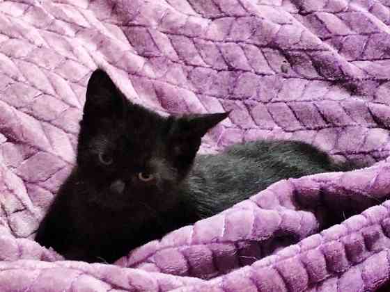 Отдам котенка мальчик Донецк