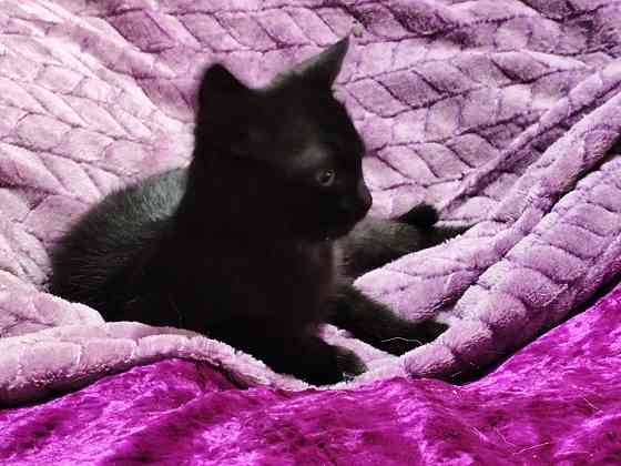 Отдам котенка мальчик Донецк