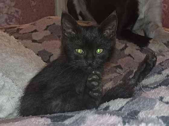 Отдам котят мальчики Донецк