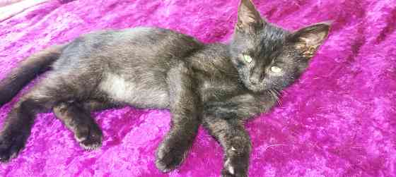 Отдам котенка мальчик Донецк