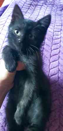 Отдам котенка мальчик Донецк