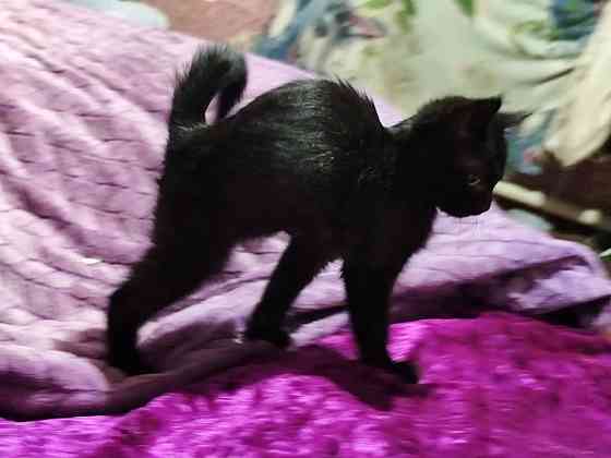 Отдам котенка мальчик Донецк