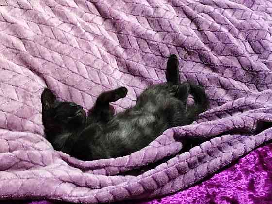 Отдам котенка мальчик Донецк