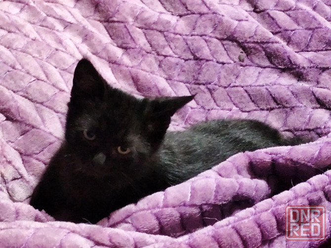 Отдам котенка мальчик Донецк - изображение 5