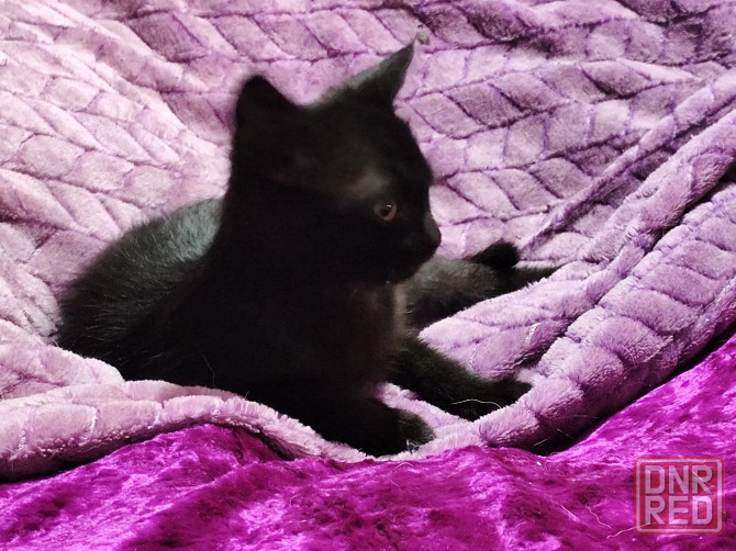 Отдам котенка мальчик Донецк - изображение 4