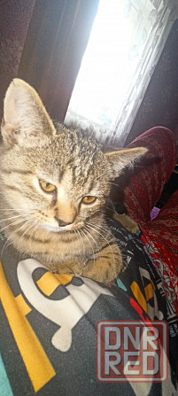 Отдам котят мальчики Донецк - изображение 4