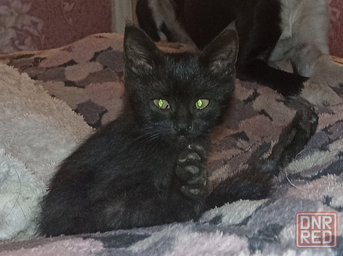 Отдам котят мальчики Донецк - изображение 3