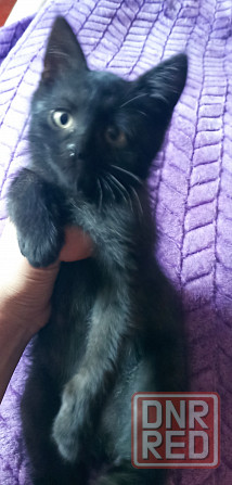 Отдам котенка мальчик Донецк - изображение 6