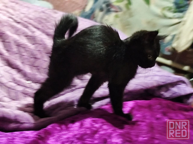 Отдам котенка мальчик Донецк - изображение 2