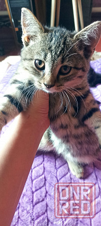 Отдам котят мальчики Донецк - изображение 1