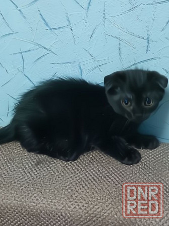 Котята мейн кун Донецк - изображение 2