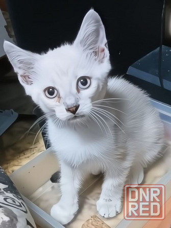 Котята мейн кун Донецк - изображение 3