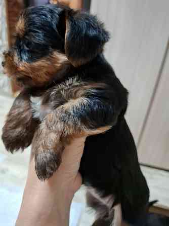 щенки йорка Донецк