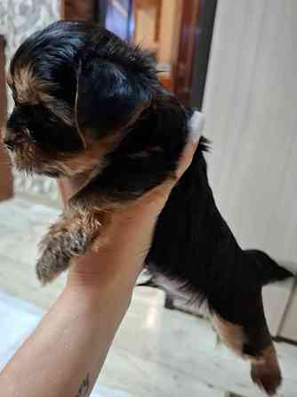 щенки йорка Донецк