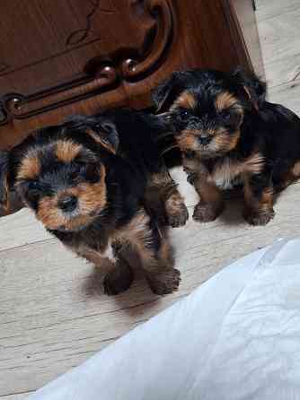щенки йорка Донецк