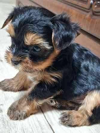 щенки йорка Донецк