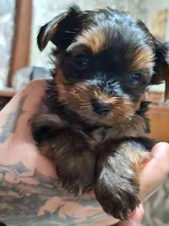 щенки йорка Донецк
