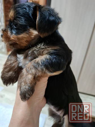 щенки йорка Донецк - изображение 2