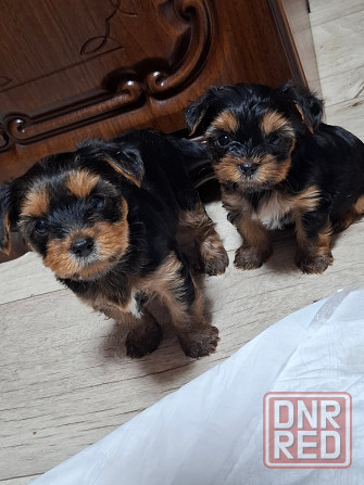 щенки йорка Донецк - изображение 3