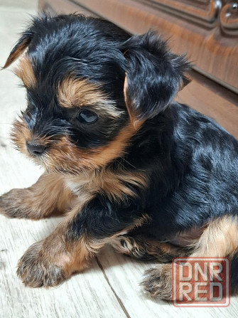 щенки йорка Донецк - изображение 4