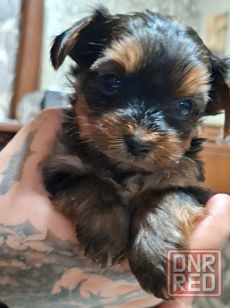 щенки йорка Донецк - изображение 5