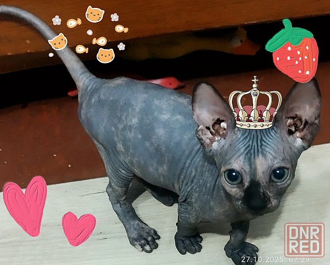 Милая девочка Донецк - изображение 1