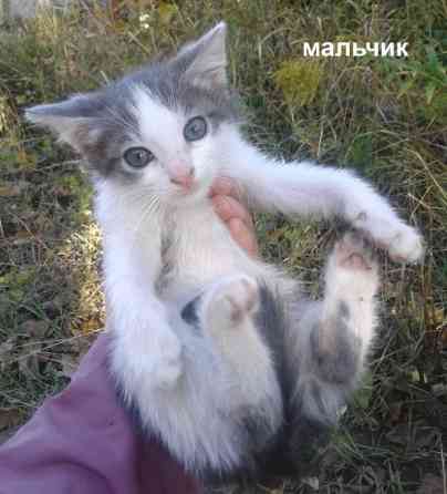 Котята - серый, рыжие Донецк