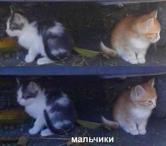 Котята - серый, рыжие Донецк