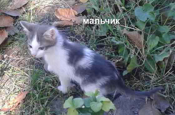 Котята - серый, рыжие Донецк