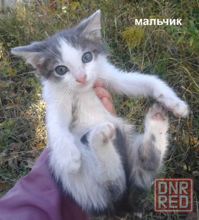 Котята - серый, рыжие Донецк - изображение 3