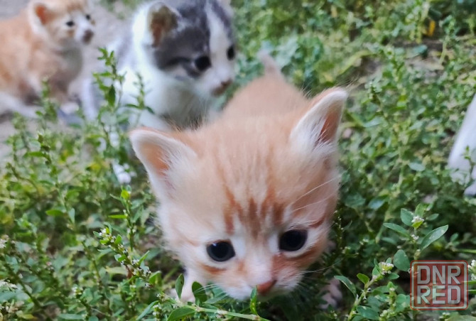 Котята - серый, рыжие Донецк - изображение 6