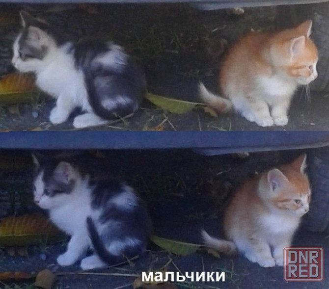 Котята - серый, рыжие Донецк - изображение 4