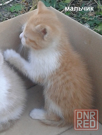 Котята - серый, рыжие Донецк - изображение 8