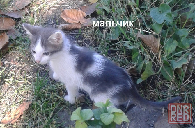Котята - серый, рыжие Донецк - изображение 5
