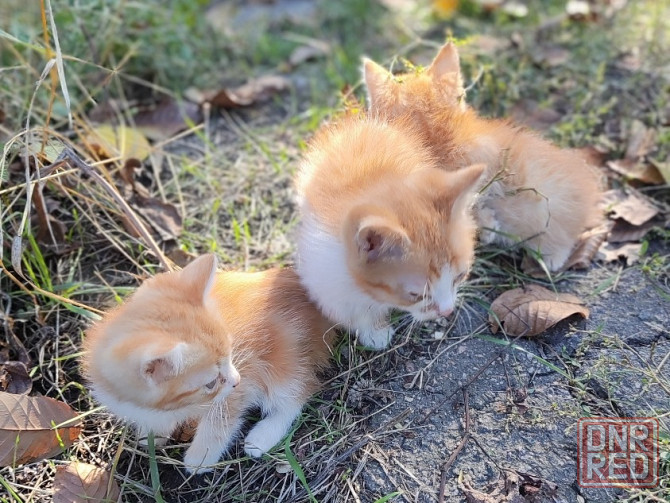 Котята - серый, рыжие Донецк - изображение 1