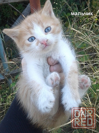 Котята - серый, рыжие Донецк - изображение 7