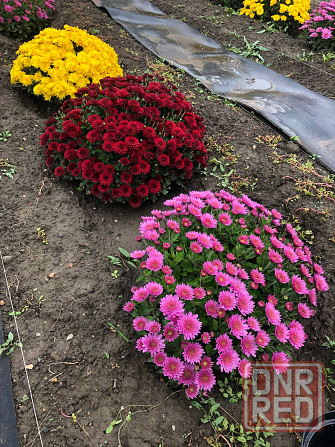 Продам мультифлору Мариуполь - изображение 1