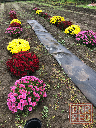 Продам мультифлору Мариуполь - изображение 2