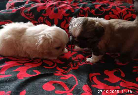 Предлагаю щенков Пекинеса Донецк