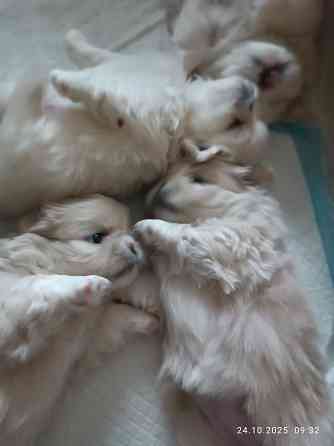 Предлагаю щенков Пекинеса Донецк