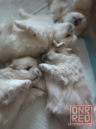 Предлагаю щенков Пекинеса Донецк - изображение 3