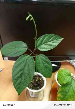 Кливия и клеродендрум Донецк