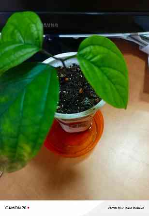 Кливия и клеродендрум Донецк