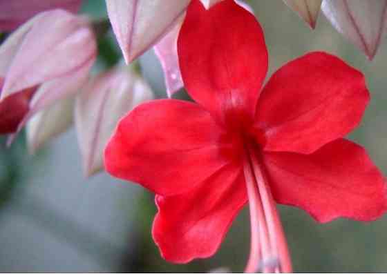 Кливия и клеродендрум Донецк