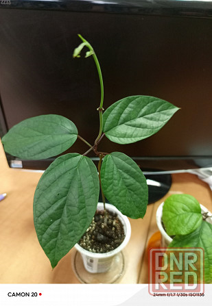 Кливия и клеродендрум Донецк - изображение 2