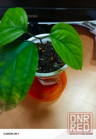 Кливия и клеродендрум Донецк - изображение 3