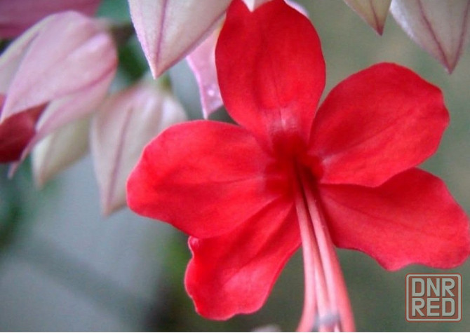 Кливия и клеродендрум Донецк - изображение 1