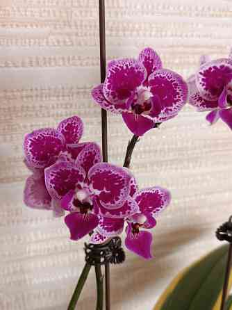 Разделенка орхидея Донецк