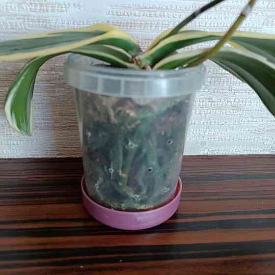 Разделенка орхидея Донецк