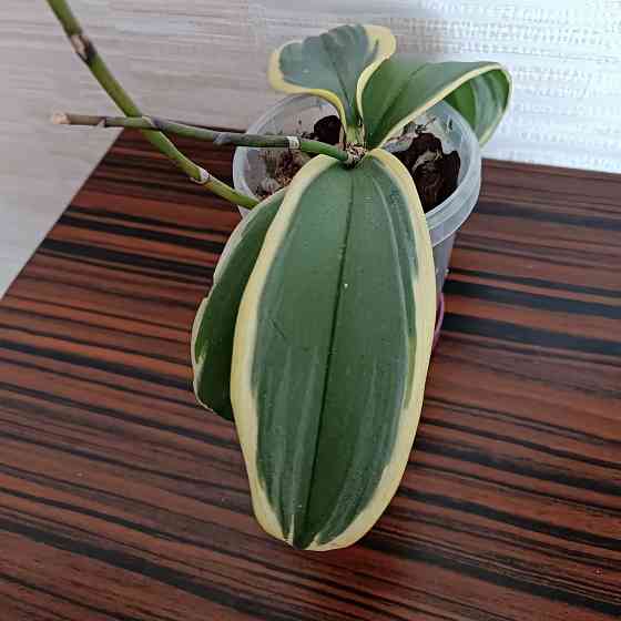 Разделенка орхидея Донецк